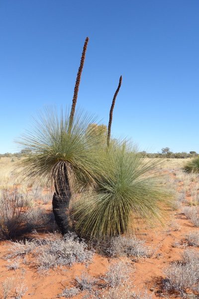 Xanthorrhoea thorntonii, photographed by Thibaud Aronson