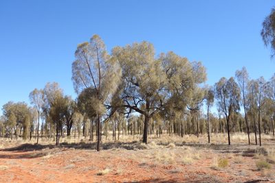 Allocasuarina decaisneana, photographed by Thibaud Aronson