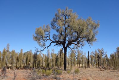 Allocasuarina decaisneana, photographed by Thibaud Aronson