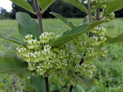 Asclepias tomentosa