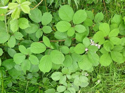 Rubus wirralensis, photographed by Susan Marley