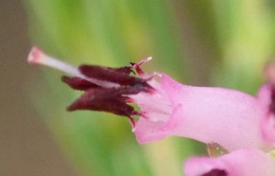 Erica quadrifida, photographed by Nicola van Berkel
