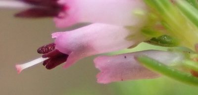 Erica quadrifida, photographed by Nicola van Berkel