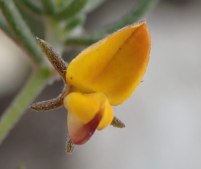 Aspalathus digitifolia, photographed by Nicola van Berkel