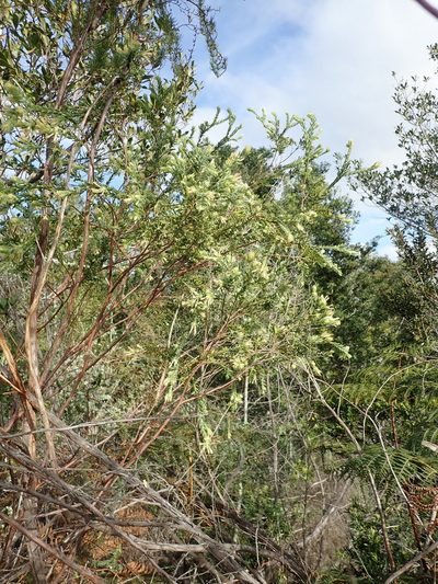 Gnidia virescens, photographed by Nicola van Berkel