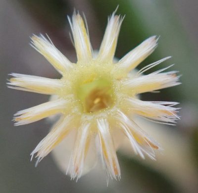 Struthiola fasciata, photographed by Nicola van Berkel
