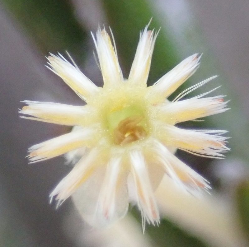 Struthiola fasciata, photographed by Nicola van Berkel