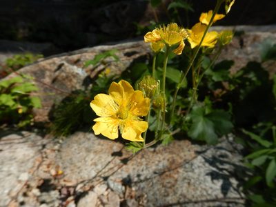 Geum peckii, photographed by Annie Evankow