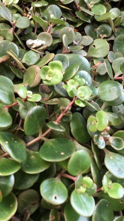 Sedum tetractinum, photographed by jmcgclt