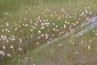 Eriophorum chamissonis, photographed by Nina Filippova