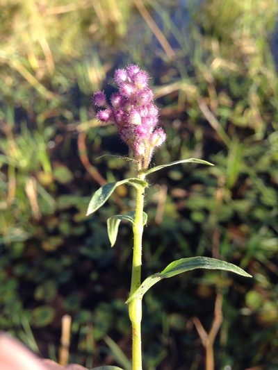 Floscopa glomerata, photographed by Robert Taylor