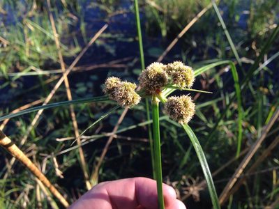 Cyperus blepharoleptos, photographed by Robert Taylor