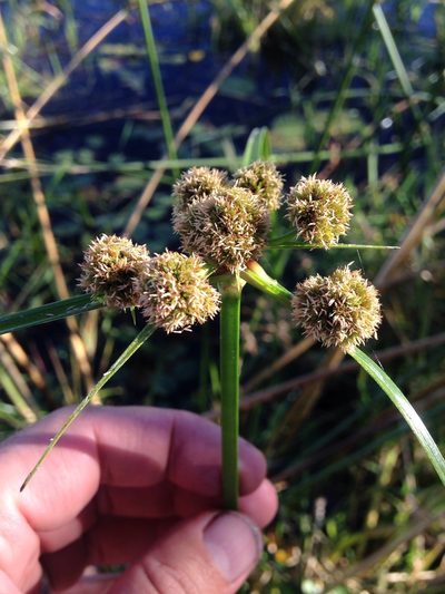 Cyperus blepharoleptos, photographed by Robert Taylor
