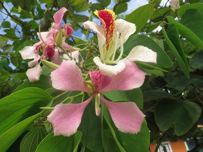 Bauhinia monandra, photographed by Diogo Luiz