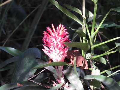 Billbergia pyramidalis, photographed by Diogo Luiz