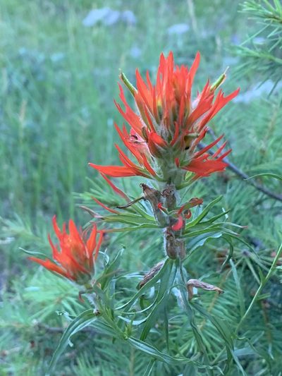 Castilleja wootonii, photographed by CK2AZ