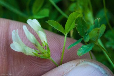 Trifolium monanthum, photographed by Ken-ichi Ueda