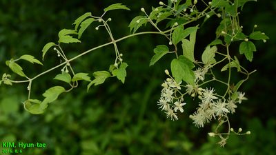 Clematis apiifolia, photographed by Kim, Hyun-tae