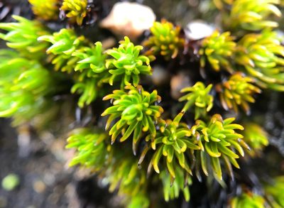 Polytrichastrum sexangulare, photographed by Andrew Melton
