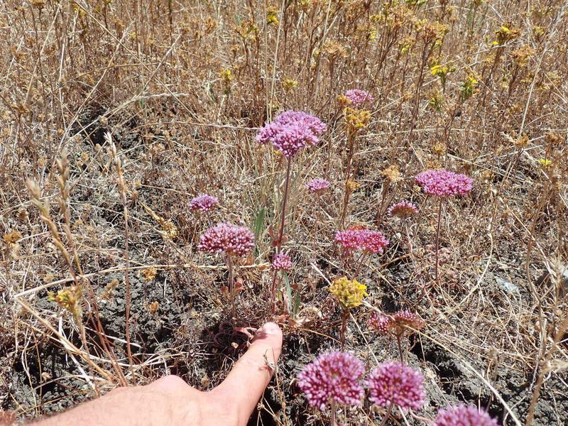 Chorizanthe palmeri, photographed by Scott Yarger