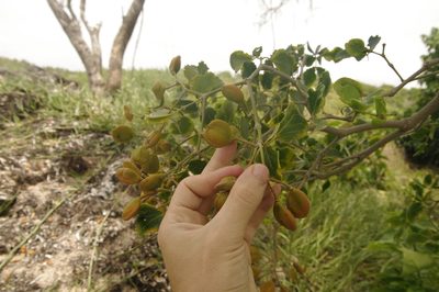 Guaiacum officinale, photographed by Eric Knight
