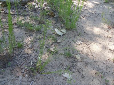Aliciella pinnatifida, photographed by Eric Watts