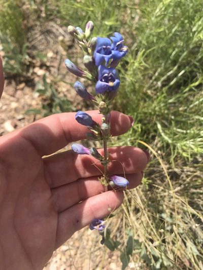 Penstemon pachyphyllus, photographed by Stephanie Taylor