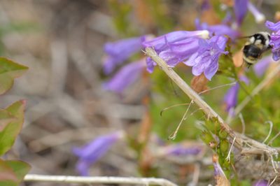 Penstemon cardwellii, photographed by David Anderson