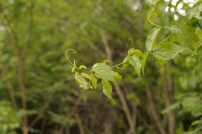 Gouania lupuloides, photographed by Eric Knight