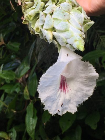 Dimerocostus cryptocalyx, photographed by tlaloc27