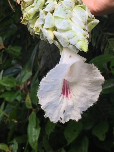 Dimerocostus cryptocalyx, photographed by tlaloc27