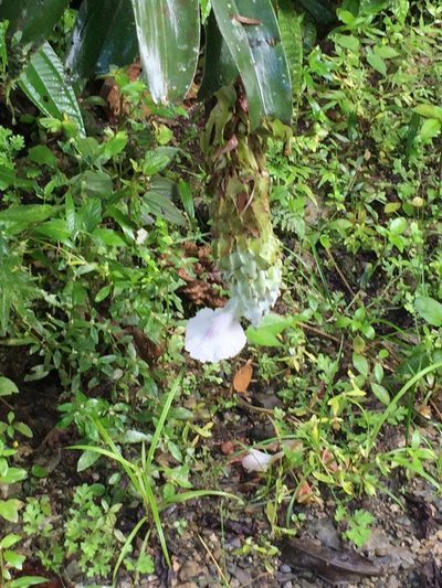Dimerocostus cryptocalyx, photographed by tlaloc27