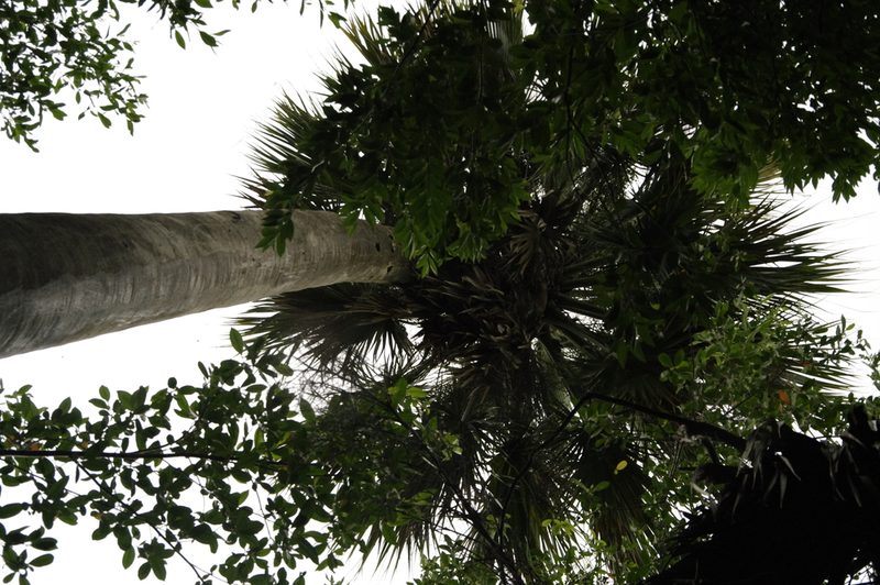 Sabal causiarum, photographed by Eric Knight