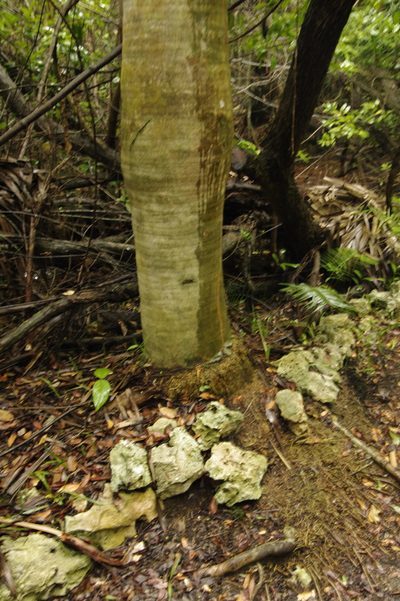 Sabal causiarum, photographed by Eric Knight