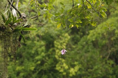 Broughtonia domingensis, photographed by Eric Knight