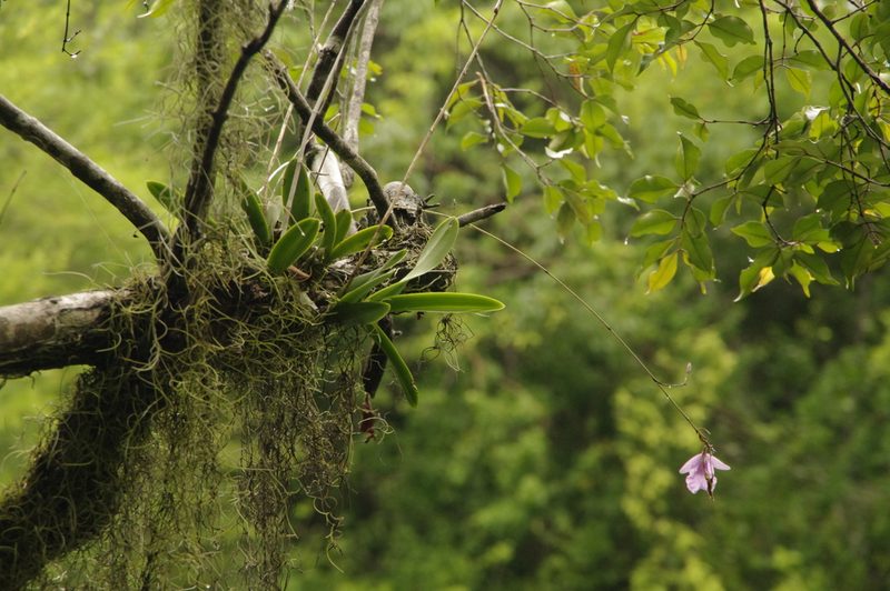 Broughtonia domingensis, photographed by Eric Knight