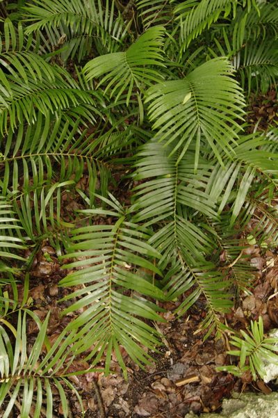 Zamia pumila, photographed by Eric Knight