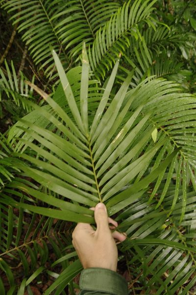 Zamia pumila, photographed by Eric Knight