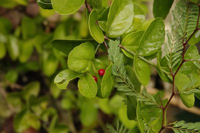 Crossopetalum rhacoma, photographed by Eric Knight