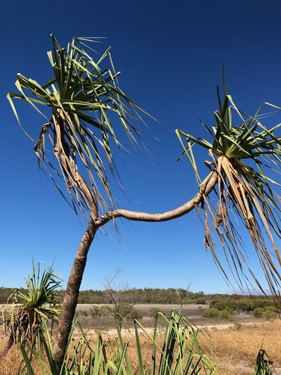 Pandanus spiralis, photographed by desertnaturalist
