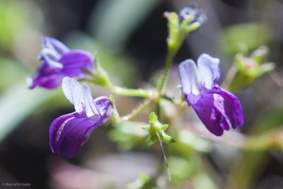 Collinsia torreyi, photographed by Ken-ichi Ueda