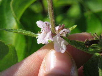 Stachys pilosa, photographed by Katie Kucera