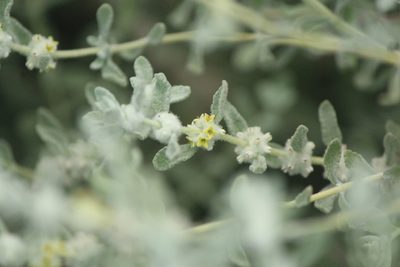 Buddleja scordioides, photographed by José Belem Hernández Díaz