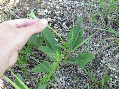 Helianthus occidentalis, photographed by Katie Kucera