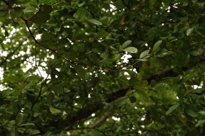 Terminalia buceras, photographed by Eric Knight