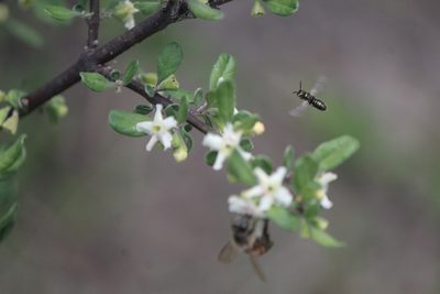 Citharexylum lycioides, photographed by José Belem Hernández Díaz
