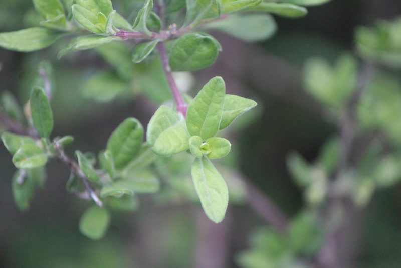 Citharexylum lycioides, photographed by José Belem Hernández Díaz