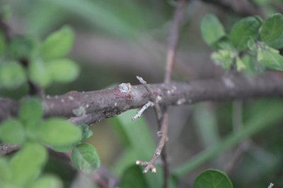 Citharexylum lycioides, photographed by José Belem Hernández Díaz