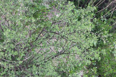Citharexylum lycioides, photographed by José Belem Hernández Díaz