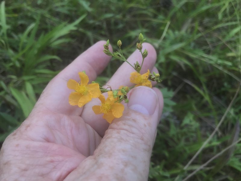 Hypericum virgatum, photographed by Alan Weakley